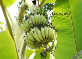 Banana Might Go Extinct Due To Deadly A Fungus – CRISPR The Only Hope? CRISPR For Banana's Fungus