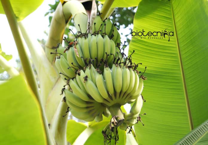 CRISPR For Banana's Fungus