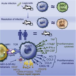 Cells That Repair Tissue