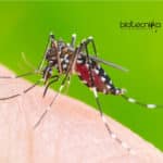 Chikungunya Replication Protein Identified