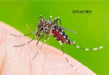 Chikungunya Replication Protein Identified Chikungunya Replication Protein Identified