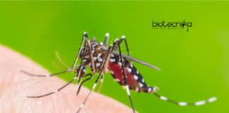 Chikungunya Replication Protein Identified