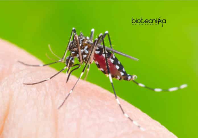 Chikungunya Replication Protein Identified