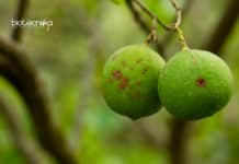 Rare Citrus Disease Bacteria Grown In Lab For the First Time! Citrus Disease Bacteria Grown