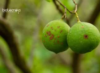 Rare Citrus Disease Bacteria Grown In Lab For the First Time! Citrus Disease Bacteria Grown