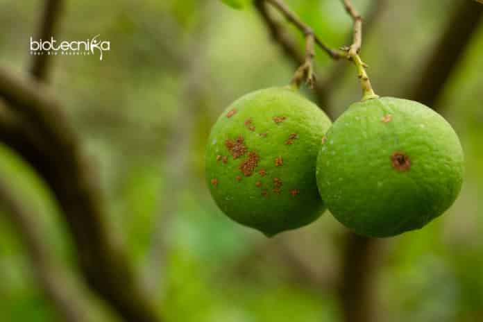 Citrus Disease Bacteria Grown