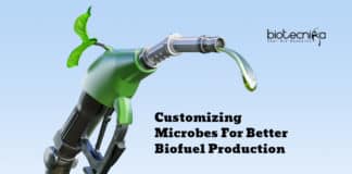 Customize Microbes For Better Biofuel Production