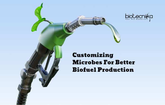 Customize Microbes For Better Biofuel Production