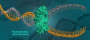 water the key to double helix