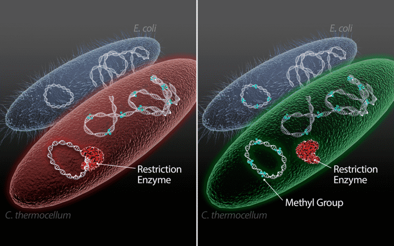 Microbes For Biofuel Production