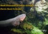 Newly Discovered Eel Delivers Strongest Electric Shock On Record Electric eel with Strongest shock