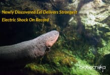 Newly Discovered Eel Delivers Strongest Electric Shock On Record Electric eel with Strongest shock