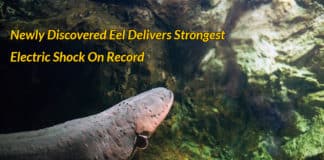 Electric eel with Strongest shock