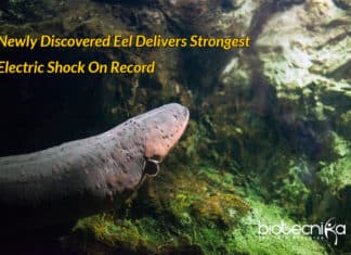 Newly Discovered Eel Delivers Strongest Electric Shock On Record Electric eel with Strongest shock