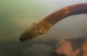 Electric eel with strongest shock