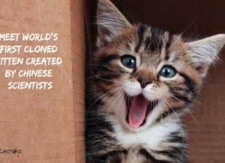 Meet World’s First Cloned Kitten – Created by Chinese Scientists