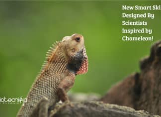 New Smart Skin Designed By Scientists Inspired by Chameleon! New Smart Skin Designed By Scientists Inspired by Chameleon