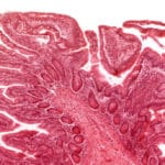 New Software for tissue Insights