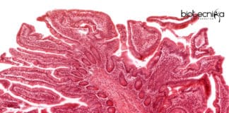 New Software for tissue Insights