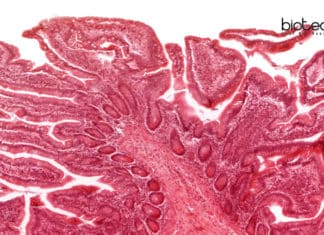 Novel Software That Maps Tissue Insights Similar to Google Maps! New Software for tissue Insights