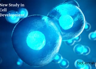 New Study Answers Longstanding Cell Development Mystery!