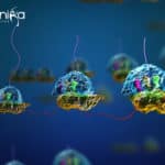 Pre-mRNA splicing