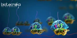 Pre-mRNA splicing