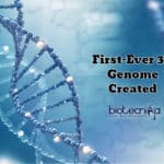 First-Ever 3D Genome Created For Understanding Genes