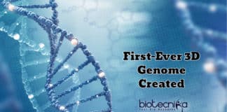 First-Ever 3D Genome Created For Understanding Genes