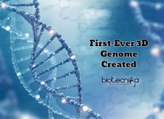 First-Ever 3D Genome Created For Understanding Genes First-Ever 3D Genome Created For Understanding Genes