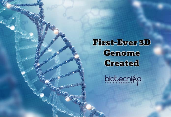 First-Ever 3D Genome Created For Understanding Genes