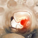 Stem cell for human development