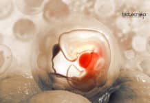 Revolutionary Stem Cell Platform Give Insights On Early Human Development Stem cell for human development