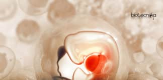 Stem cell for human development