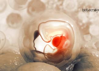 Revolutionary Stem Cell Platform Give Insights On Early Human Development Stem cell for human development