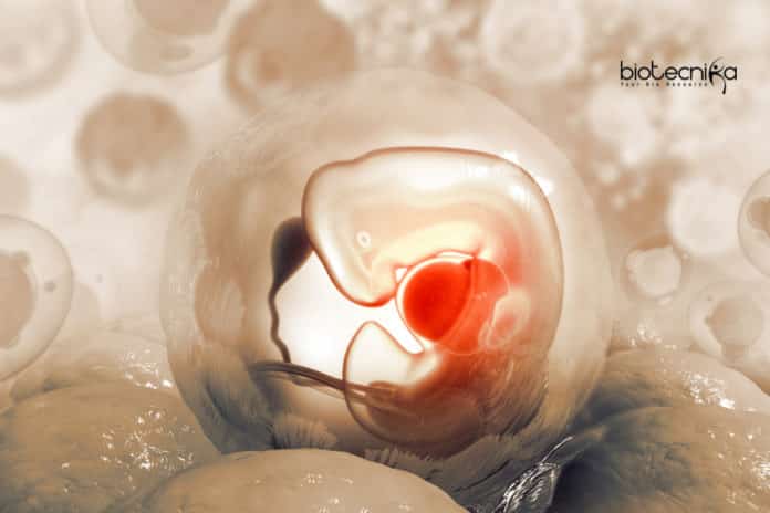 Stem cell for human development