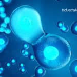 cell division pathway in animals
