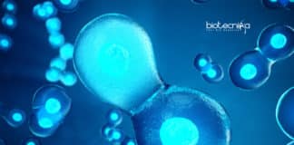 cell division pathway in animals