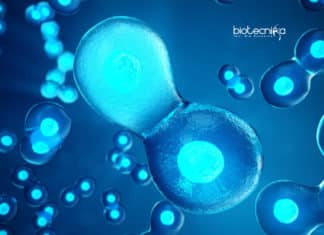 Biologists Observe Branching Microtubule Nucleation For the First Time in Animals cell division pathway in animals
