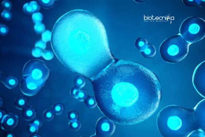 cell division pathway in animals
