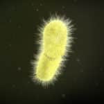 Vaccine against superbug Klebsiella