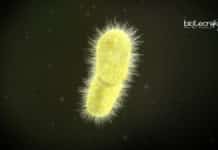 Promising Bioconjugate Vaccine Against Hypervirulent Superbug Klebsiella Vaccine against superbug Klebsiella