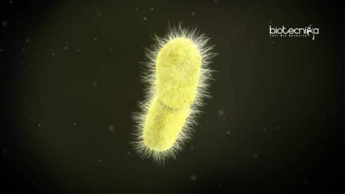 Vaccine against superbug Klebsiella