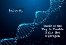 DNA Double Helix Is Twisty Because Of Water — Not Hydrogen Water is the Key to Double Helix, not Hydrogen: Study