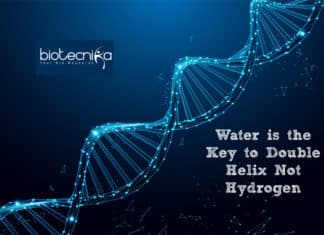 DNA Double Helix Is Twisty Because Of Water — Not Hydrogen Water is the Key to Double Helix, not Hydrogen: Study