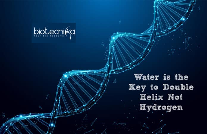 Water is the Key to Double Helix, not Hydrogen: Study