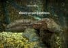 World’s Largest Amphibian – Unique Species Identified By Scientists World’s largest amphibian