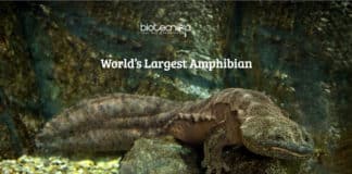 World’s largest amphibian