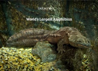 World’s Largest Amphibian – Unique Species Identified By Scientists World’s largest amphibian