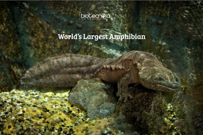 World’s largest amphibian